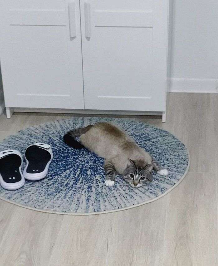 40 кошек, которые не хотят жить спокойно. И постоянно творят веселую дичь!