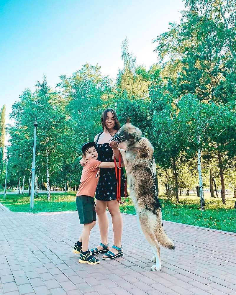 Девушка из России вырастила волчицу. Красивый зверь живет в доме и дружит с детьми