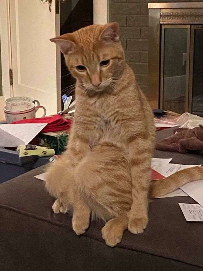 40 кошек, которые не хотят жить спокойно. И постоянно творят веселую дичь!