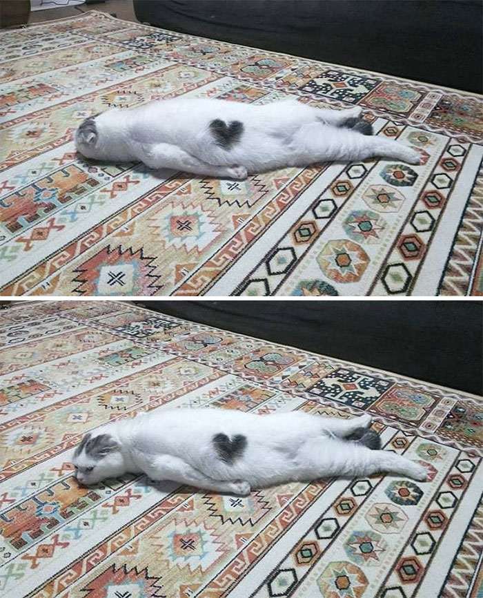 40 кошек, которые не хотят жить спокойно. И постоянно творят веселую дичь!