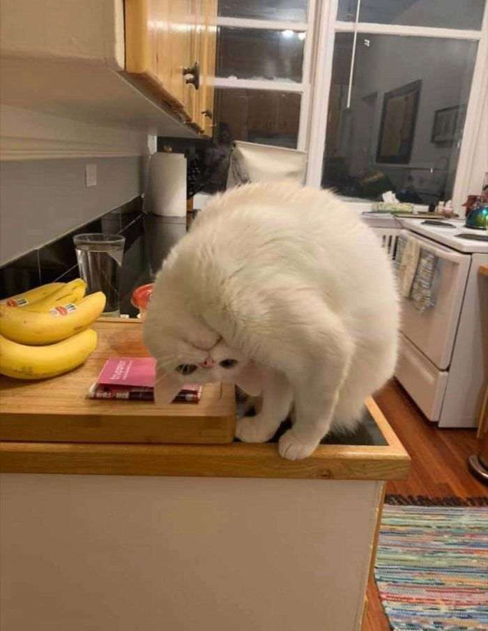 40 кошек, которые не хотят жить спокойно. И постоянно творят веселую дичь!