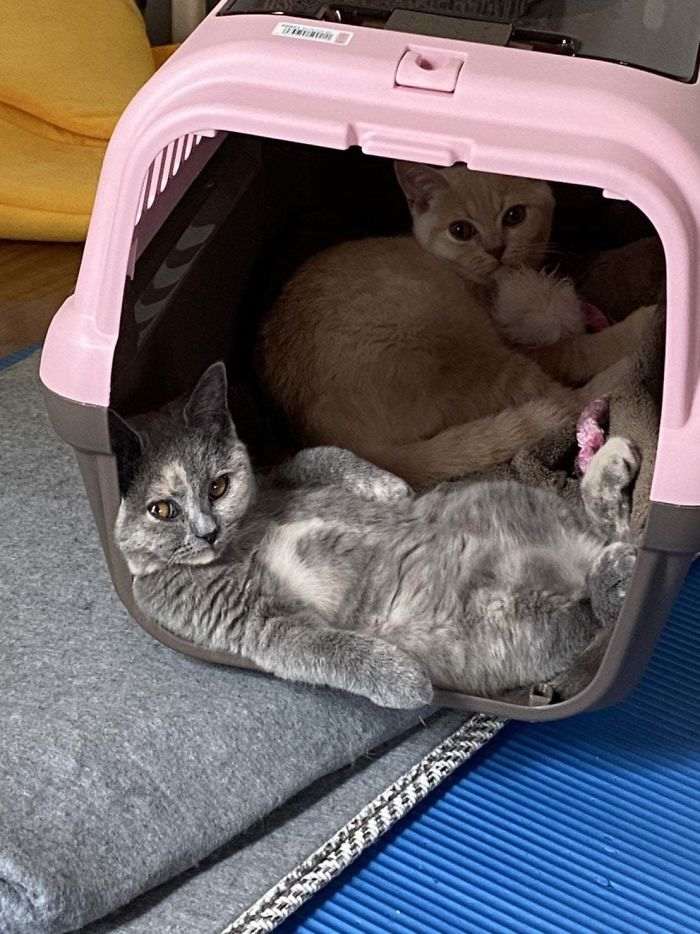 40 кошек, которые не хотят жить спокойно. И постоянно творят веселую дичь!