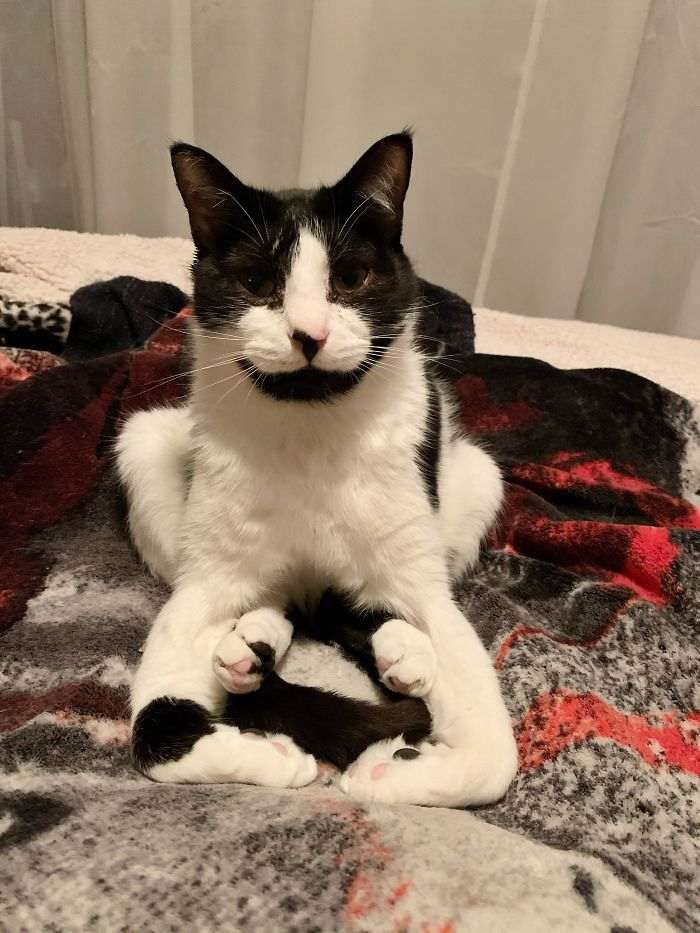 40 кошек, которые не хотят жить спокойно. И постоянно творят веселую дичь!