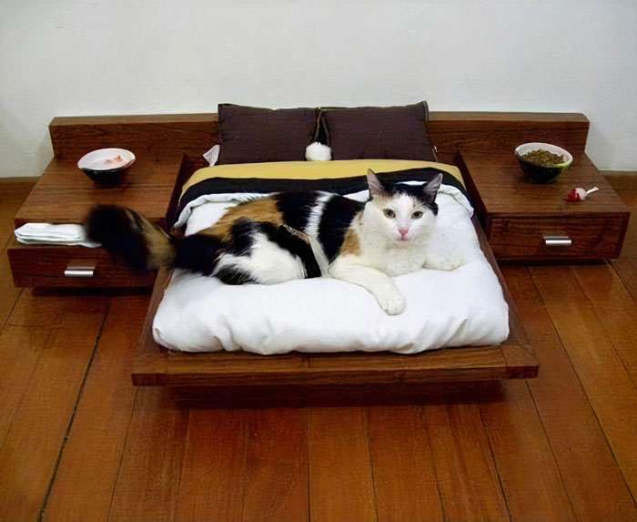 40 избалованных кошек, которые живут лучше, чем большинство людей