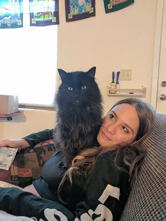 40 избалованных кошек, которые живут лучше, чем большинство людей