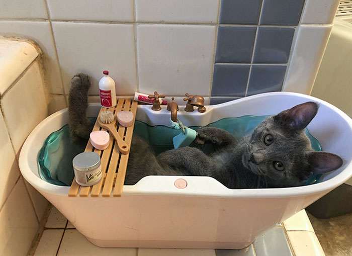 40 избалованных кошек, которые живут лучше, чем большинство людей