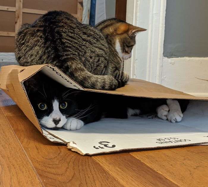40 кошек, которые не хотят жить спокойно. И постоянно творят веселую дичь!