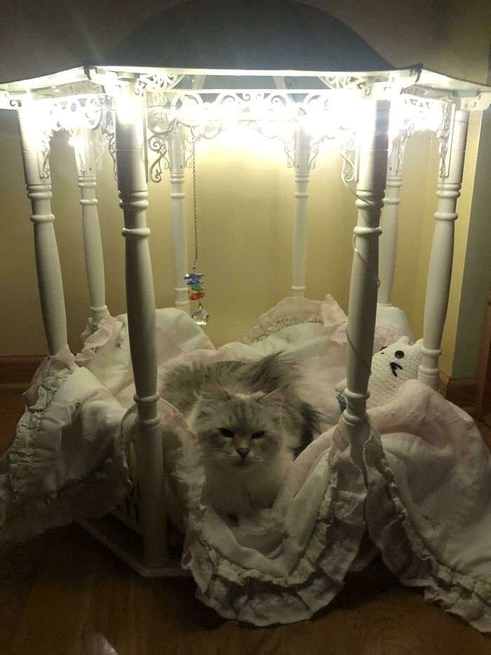 40 избалованных кошек, которые живут лучше, чем большинство людей