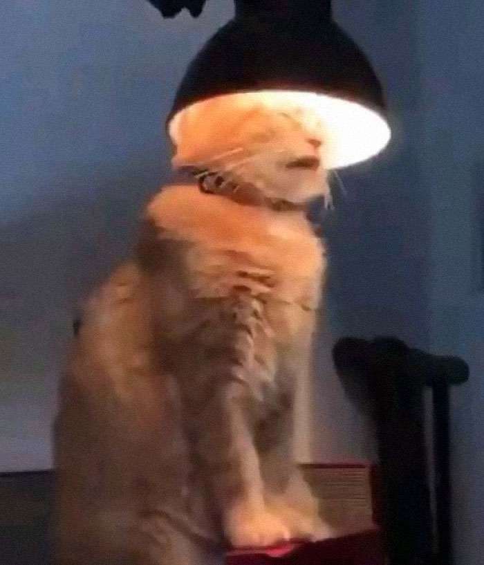 40 кошек, которые не хотят жить спокойно. И постоянно творят веселую дичь!