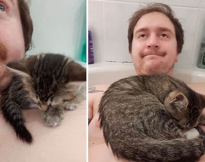 40 избалованных кошек, которые живут лучше, чем большинство людей