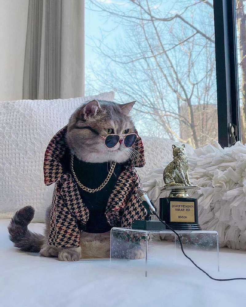 Бенсон – самый модный кот, покоривший Instagram. Вот его удивительная история