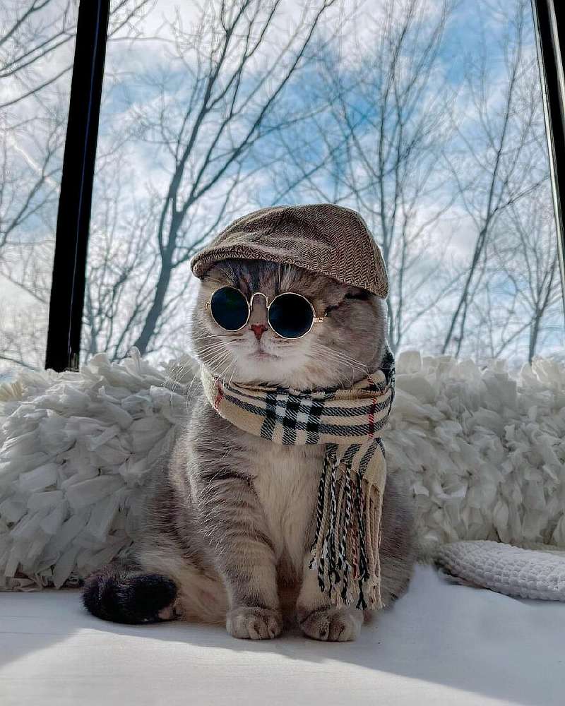 Бенсон – самый модный кот, покоривший Instagram. Вот его удивительная история