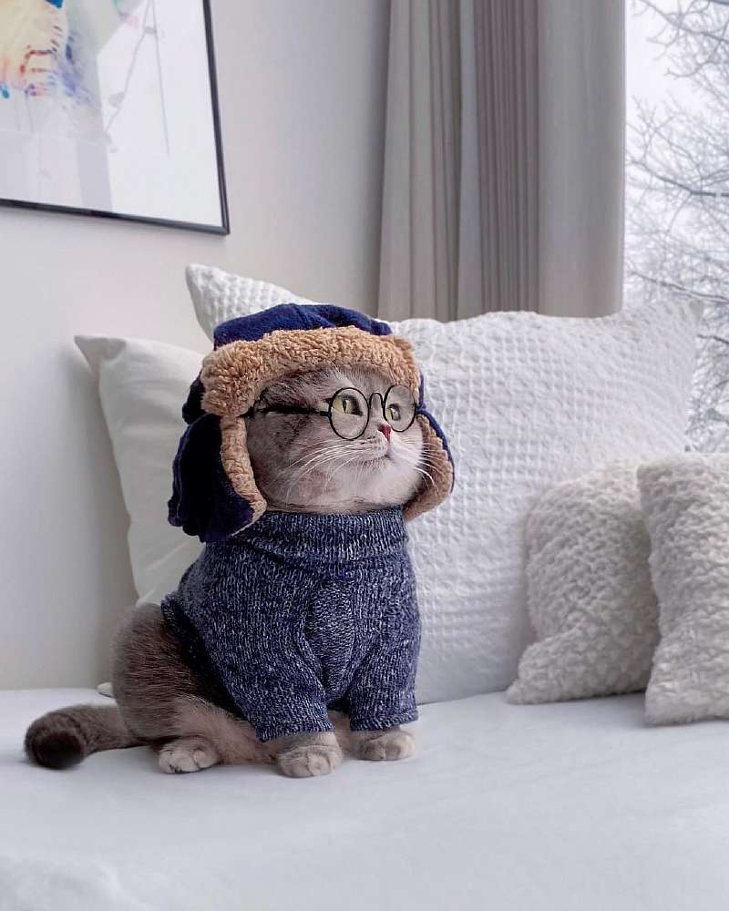 Бенсон – самый модный кот, покоривший Instagram. Вот его удивительная история
