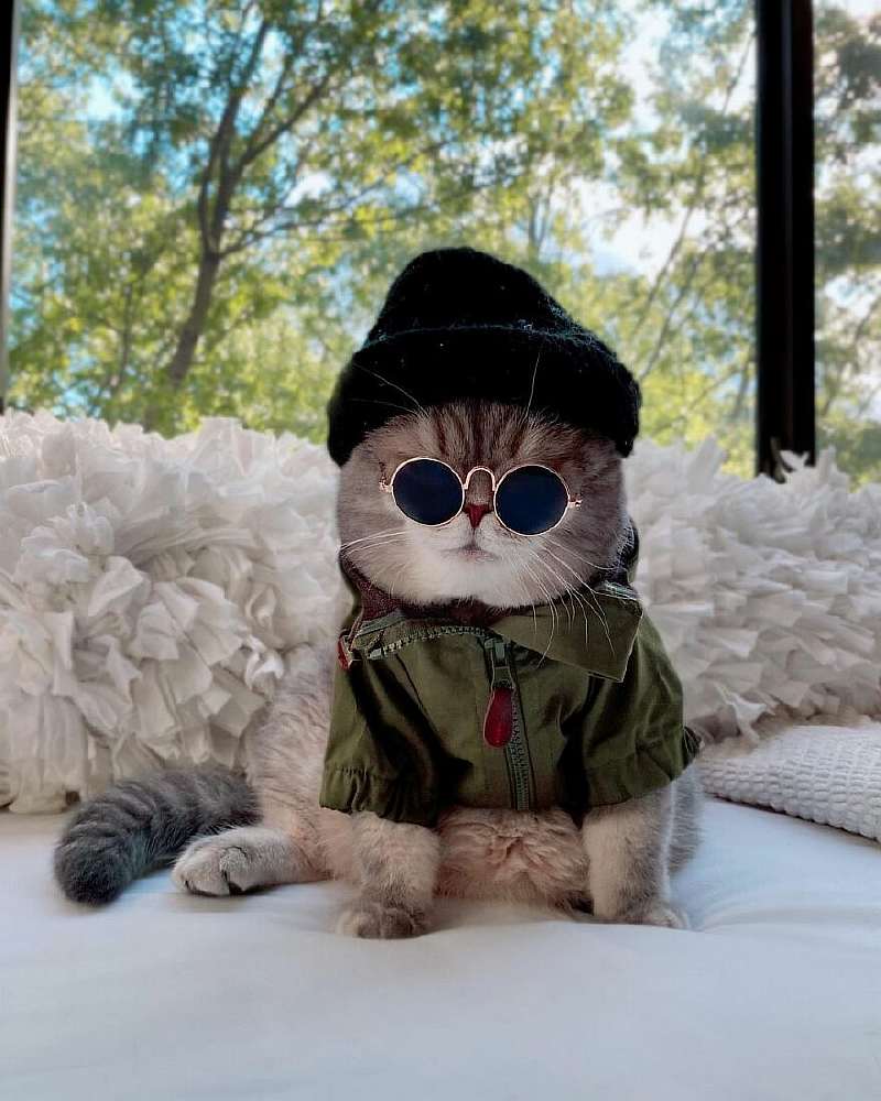 Бенсон – самый модный кот, покоривший Instagram. Вот его удивительная история