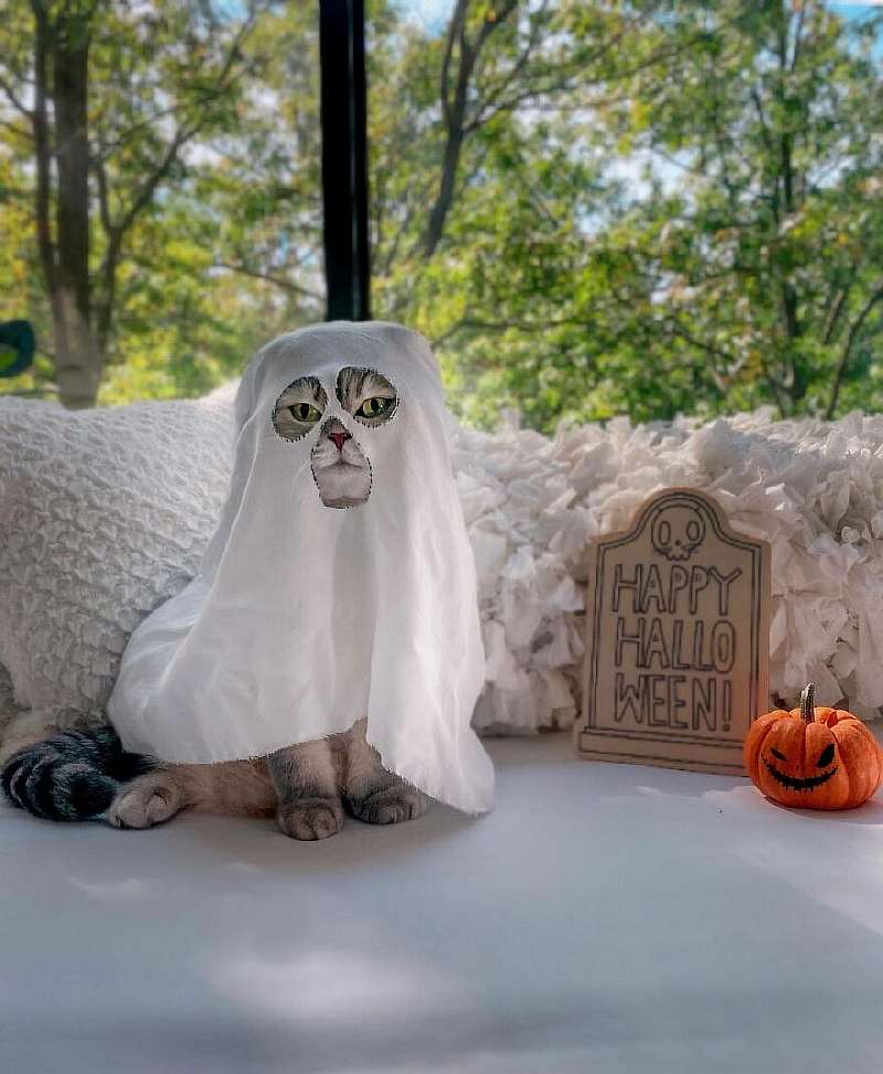 Бенсон – самый модный кот, покоривший Instagram. Вот его удивительная история
