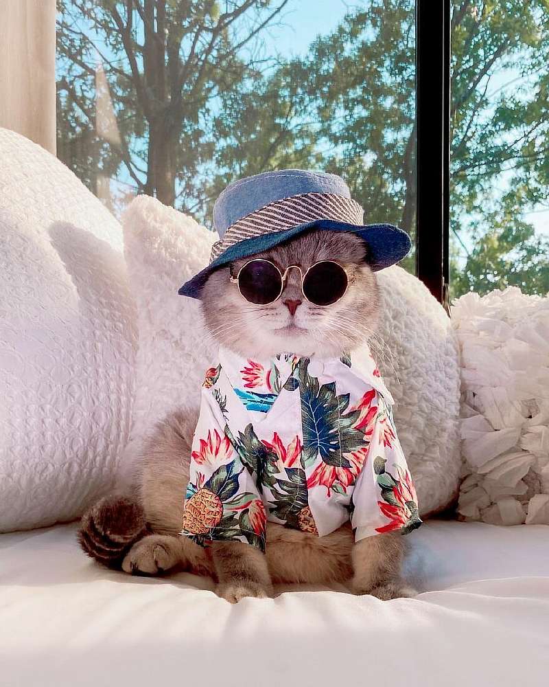 Бенсон – самый модный кот, покоривший Instagram. Вот его удивительная история