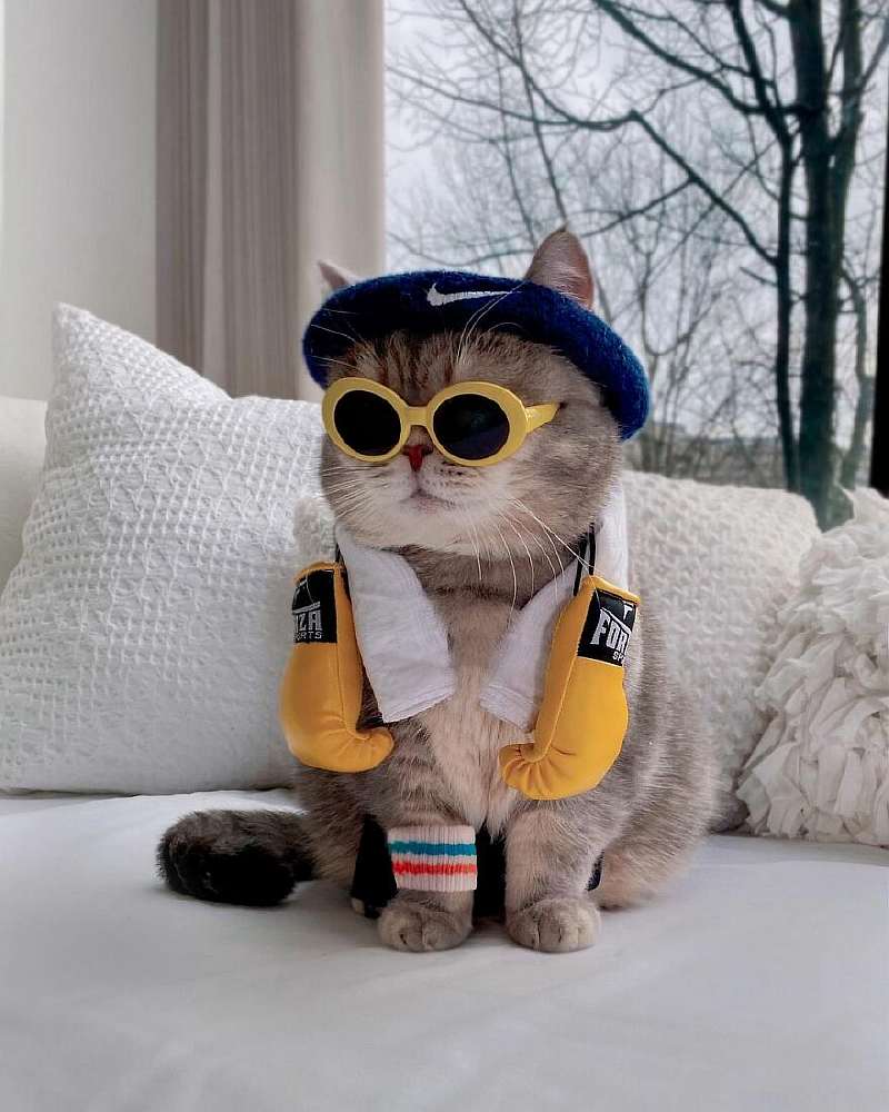 Бенсон – самый модный кот, покоривший Instagram. Вот его удивительная история