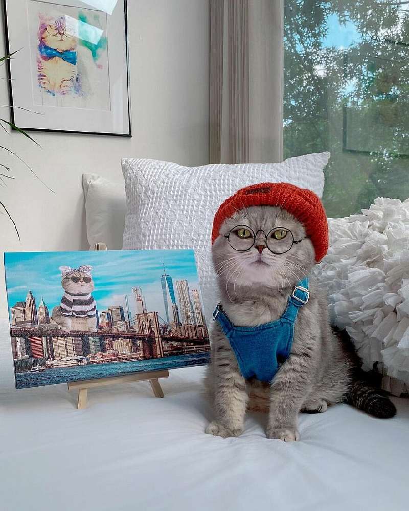 Бенсон – самый модный кот, покоривший Instagram. Вот его удивительная история