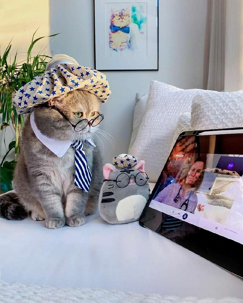 Бенсон – самый модный кот, покоривший Instagram. Вот его удивительная история