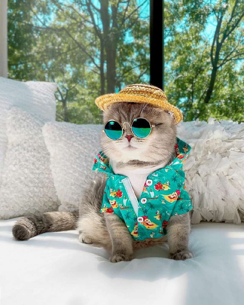 Бенсон – самый модный кот, покоривший Instagram. Вот его удивительная история