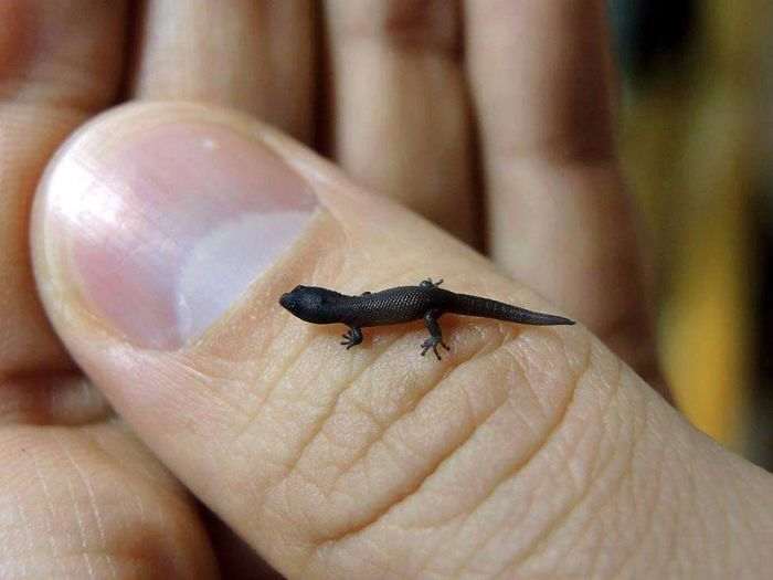 40 самых маленьких животных, которые одним своим видом поднимают настроение