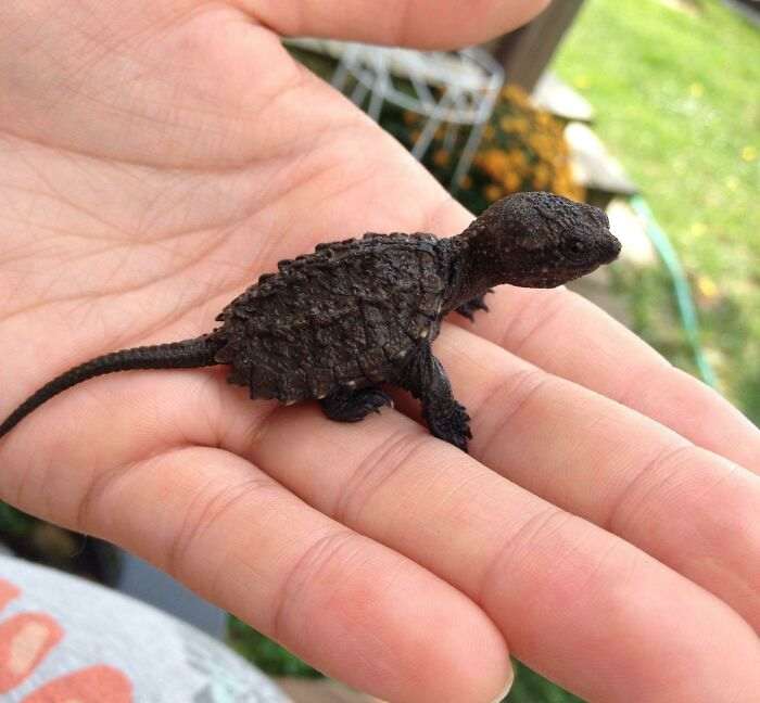 40 самых маленьких животных, которые одним своим видом поднимают настроение