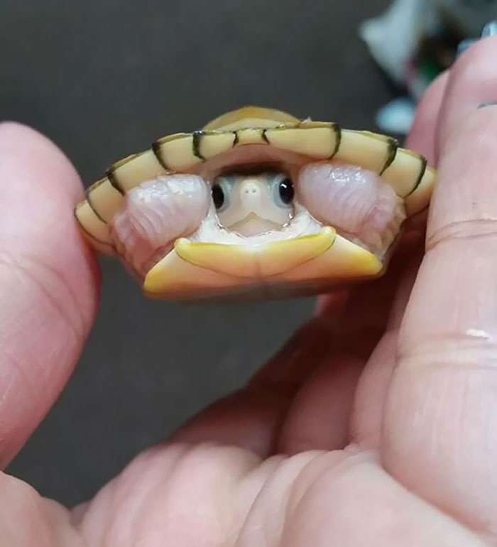 40 самых маленьких животных, которые одним своим видом поднимают настроение