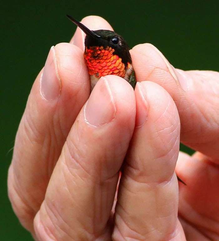 40 самых маленьких животных, которые одним своим видом поднимают настроение