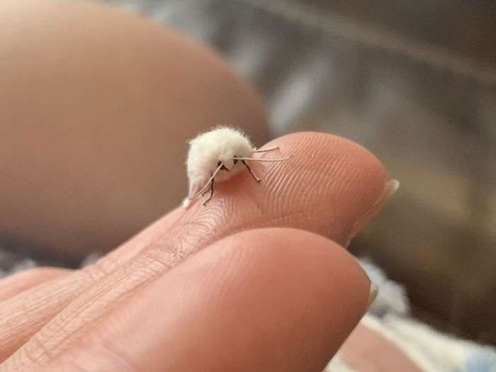 40 самых маленьких животных, которые одним своим видом поднимают настроение