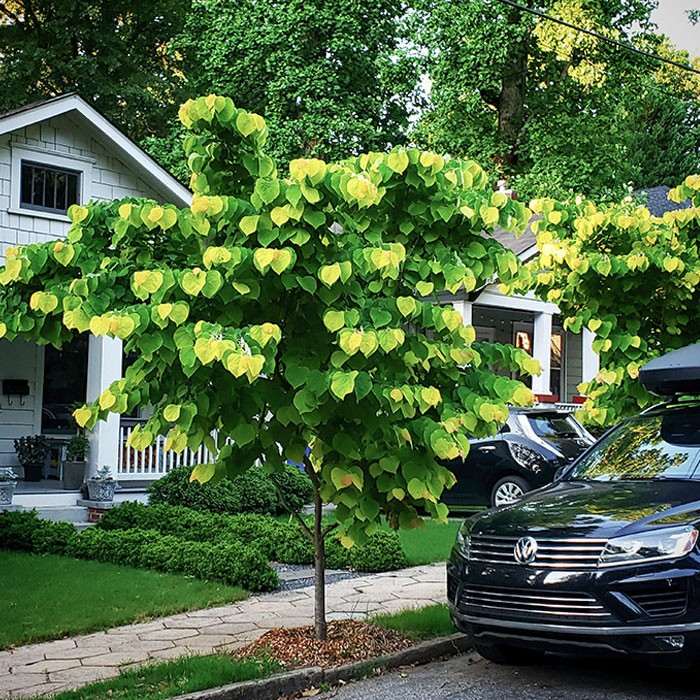40 реальных фотографий, которые выглядят как неудачная компьютерная графика