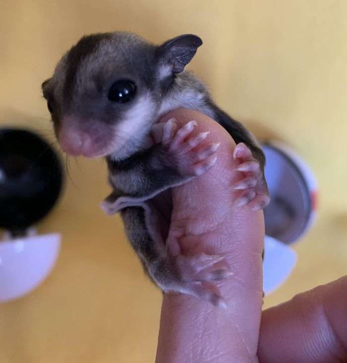 40 самых маленьких животных, которые одним своим видом поднимают настроение