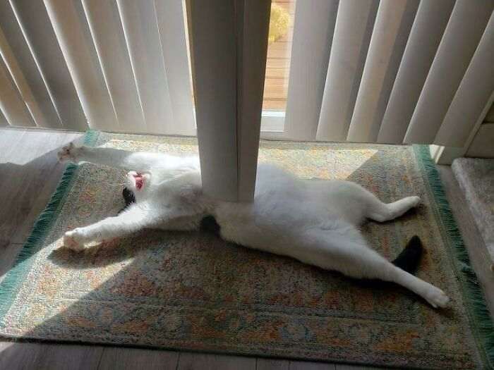 20+ дерзких кошек, которые не стесняются хулиганить перед камерой