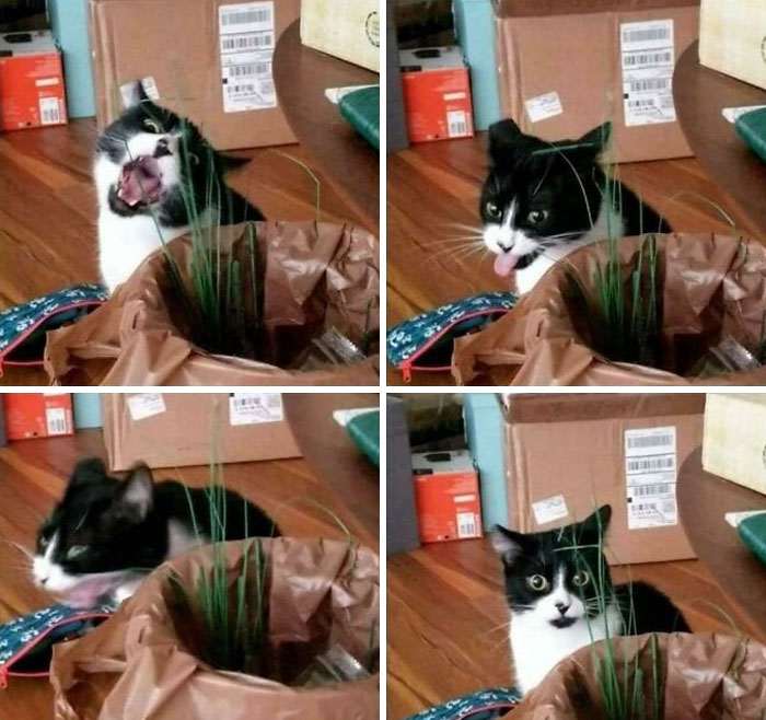 20+ дерзких кошек, которые не стесняются хулиганить перед камерой