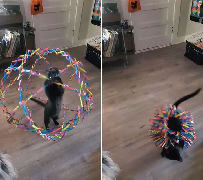 20+ дерзких кошек, которые не стесняются хулиганить перед камерой