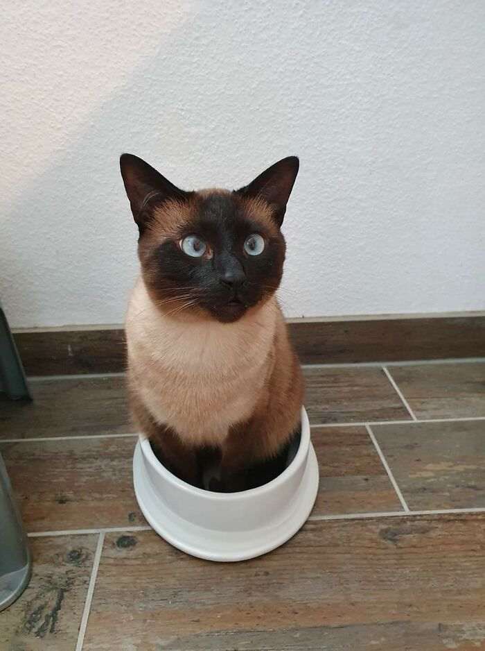 20+ дерзких кошек, которые не стесняются хулиганить перед камерой