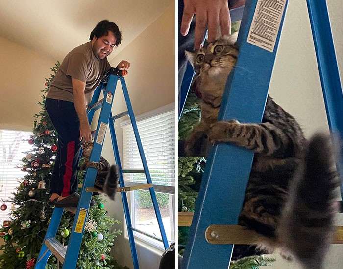 20+ дерзких кошек, которые не стесняются хулиганить перед камерой