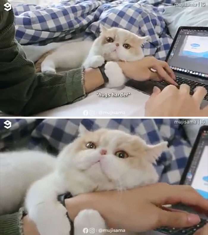 20+ дерзких кошек, которые не стесняются хулиганить перед камерой