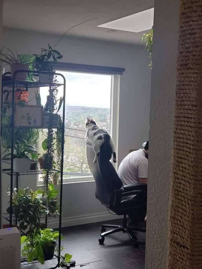 20+ дерзких кошек, которые не стесняются хулиганить перед камерой