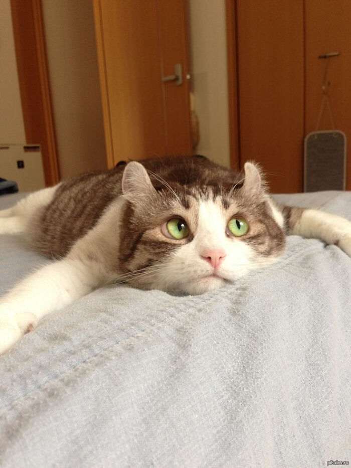 20+ дерзких кошек, которые не стесняются хулиганить перед камерой
