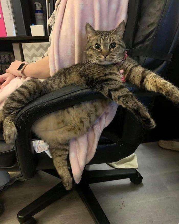 20+ дерзких кошек, которые не стесняются хулиганить перед камерой