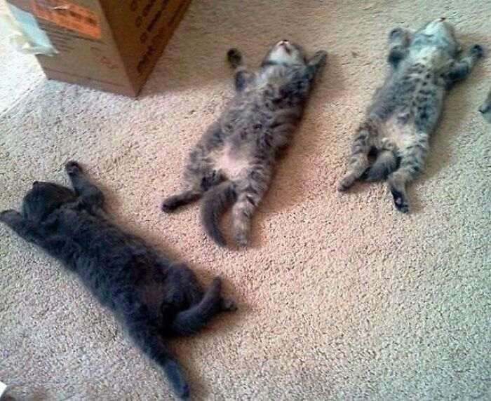 20+ дерзких кошек, которые не стесняются хулиганить перед камерой