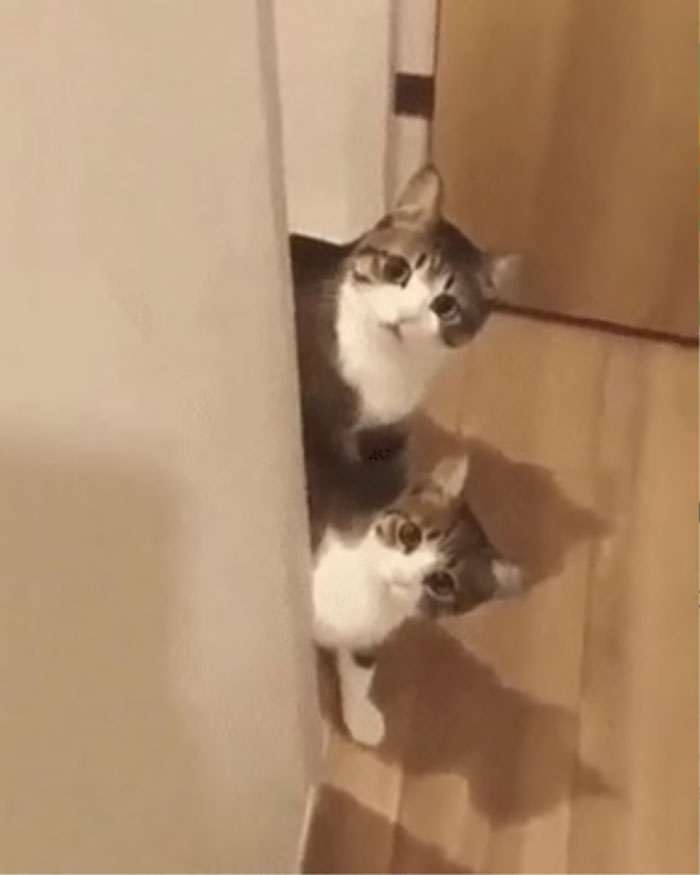 20+ дерзких кошек, которые не стесняются хулиганить перед камерой