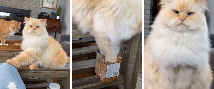 20+ дерзких кошек, которые не стесняются хулиганить перед камерой