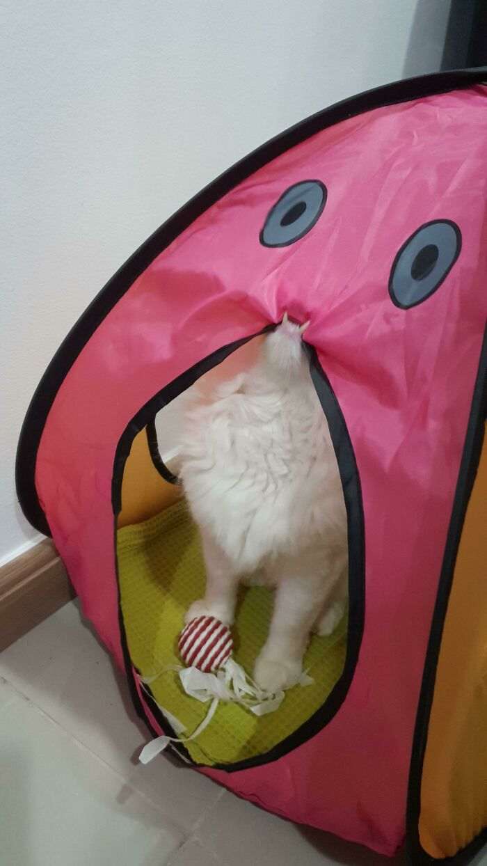 20+ дерзких кошек, которые не стесняются хулиганить перед камерой