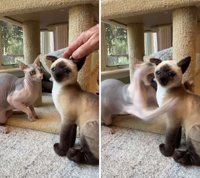 20+ дерзких кошек, которые не стесняются хулиганить перед камерой