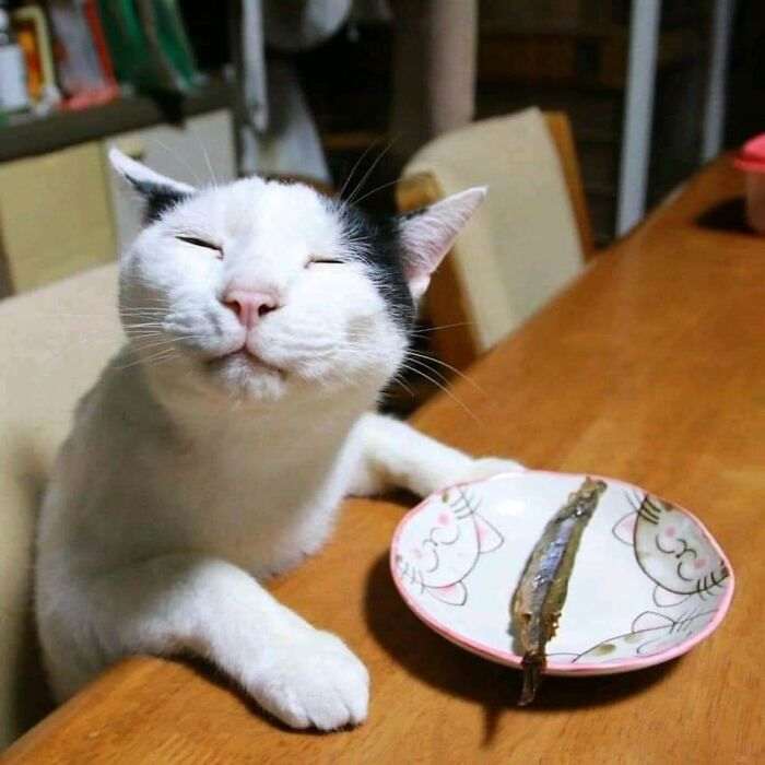 20+ дерзких кошек, которые не стесняются хулиганить перед камерой
