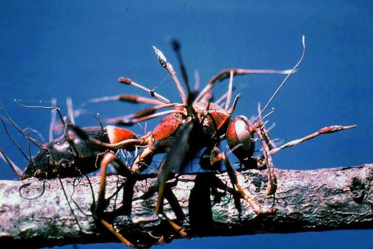 Грибок Cordyceps из «Одни из нас» существует. Он опасен для человека?