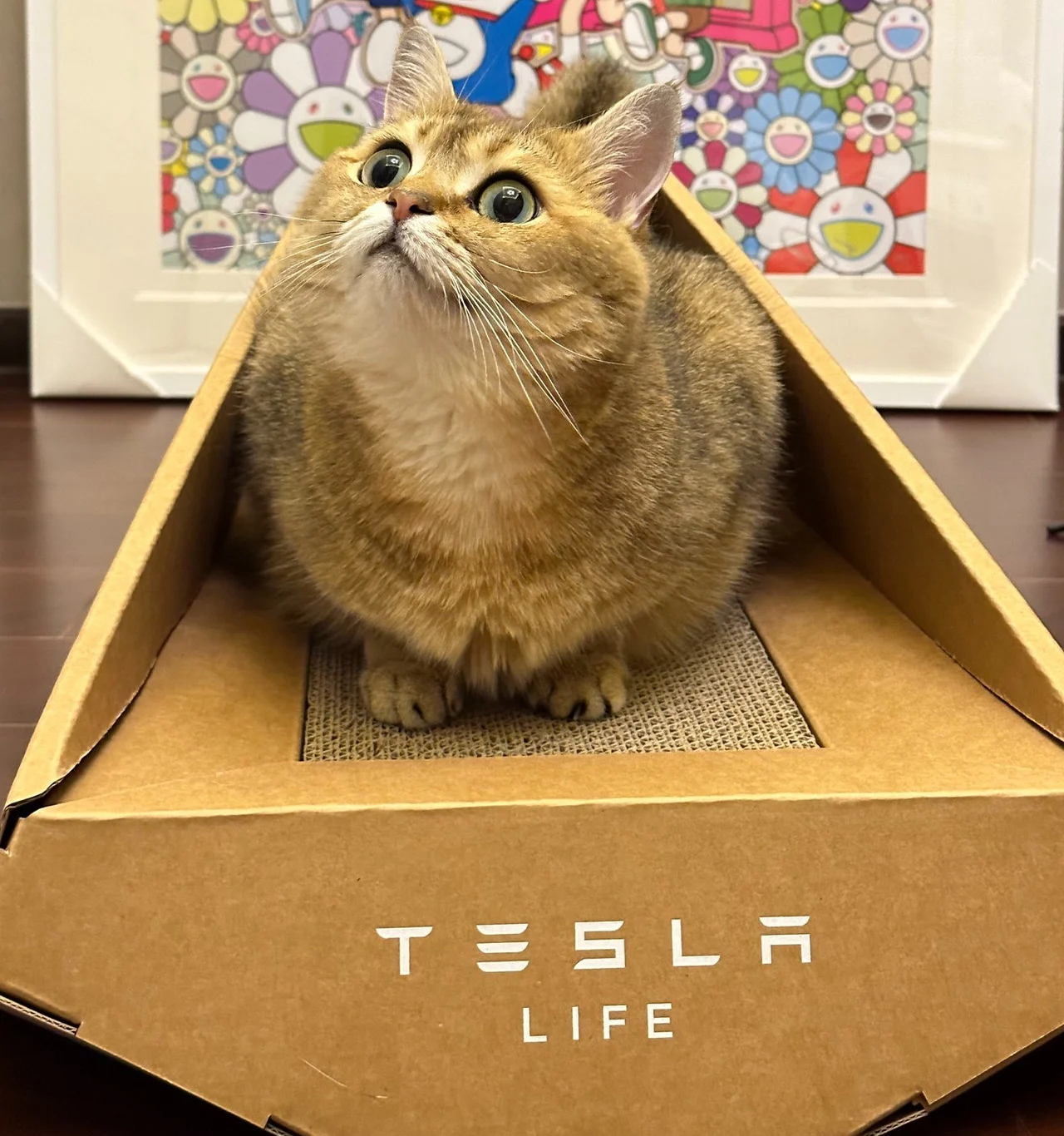 Tesla начала продавать «многофункциональную» кошачью лежанку в стиле Cybertruck